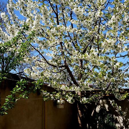 Collosal Apartment With Garden Bucareste Exterior foto